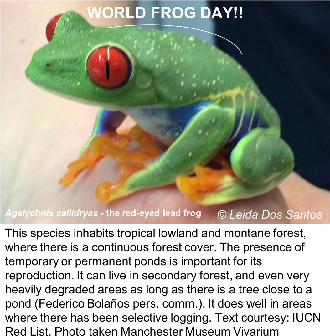 Leida Dos Santos On Twitter Wfd Froffutureourfuture - Red-eyed Tree Frog (1066x1108), Png Download