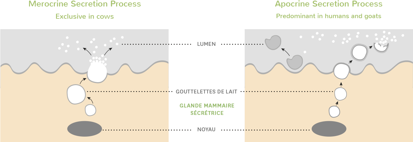 Goat Milk Is Predominantly Secreted By The Apocrine - Milk Secretion In Cows (1378x500), Png Download