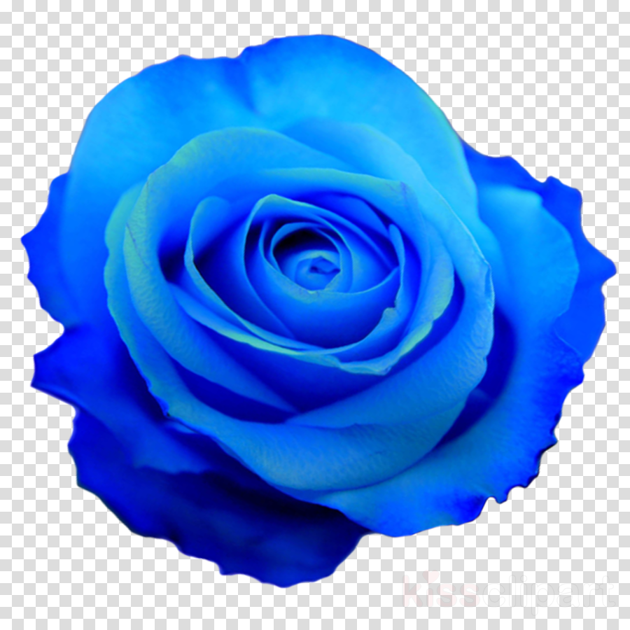 Blue Rose Transparent Clipart Blue Rose - Flor Azul En Png (900x900), Png Download