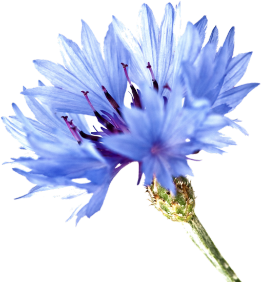 Single Cornflower Png (600x628), Png Download