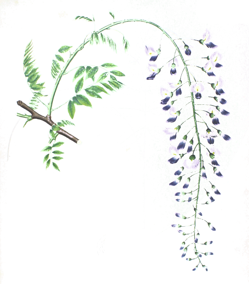 Flora Japonica - Wisteria Sinensis (800x911), Png Download