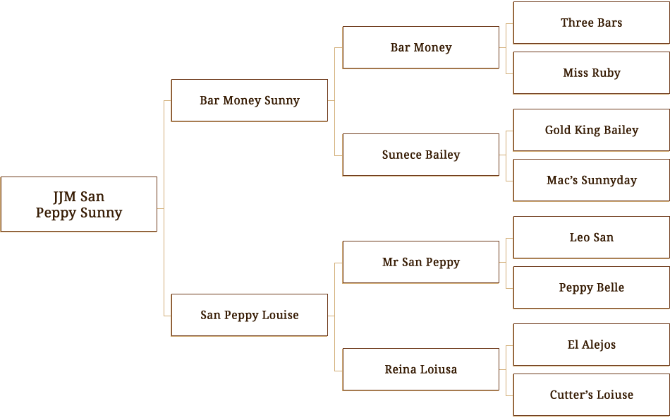 Jjm San Peppy Sunny - Genealogy (950x592), Png Download
