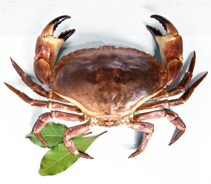 Galeria - Dungeness Crab (706x617), Png Download