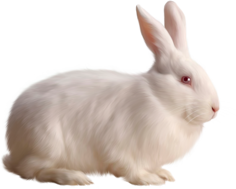 Transparent White Bunny Rabbit Png - Rabbit Png (800x642), Png Download