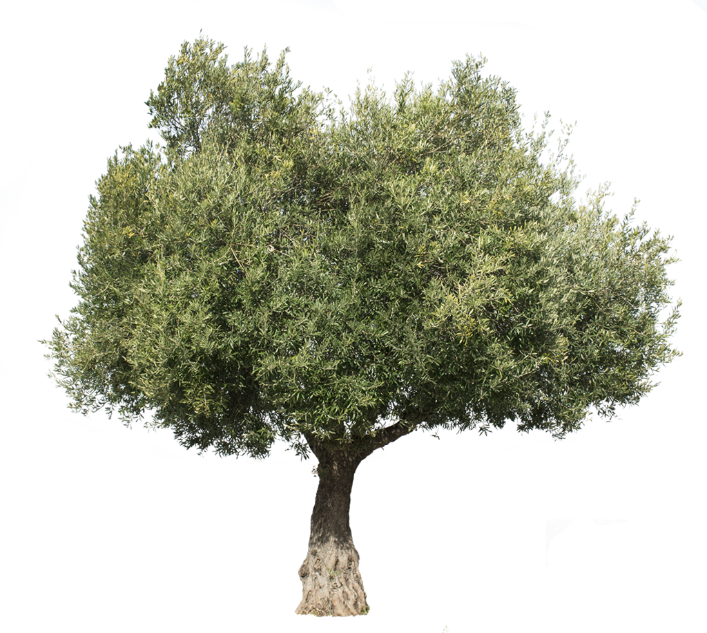 Olea Europaea Iii - Arboles Con Formato Png (1024x916), Png Download