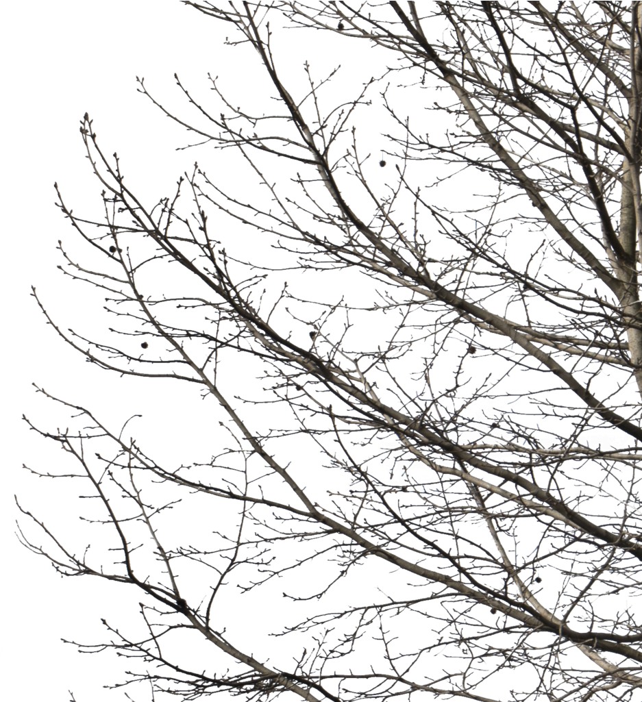 Deciduous Tree Winter I - Deciduous Tree Image Winter Transparent Background (963x1024), Png Download