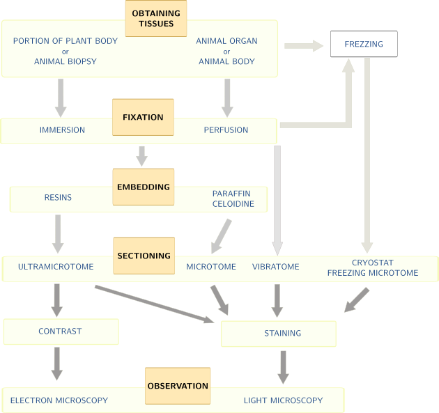 Histological Processing - Histology (630x593), Png Download
