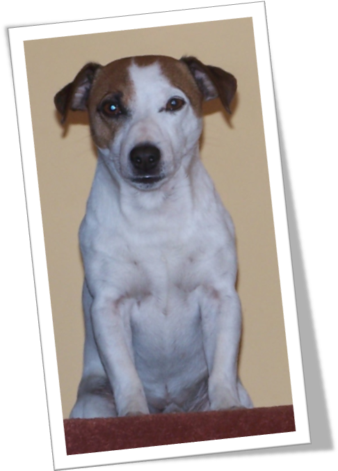 Jimmy The Jack Russell - Puppy (493x713), Png Download