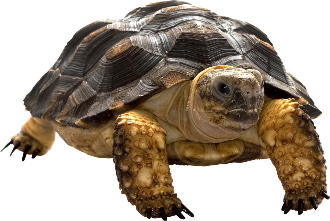 Turtle Png - Tortoise Png (1280x856), Png Download