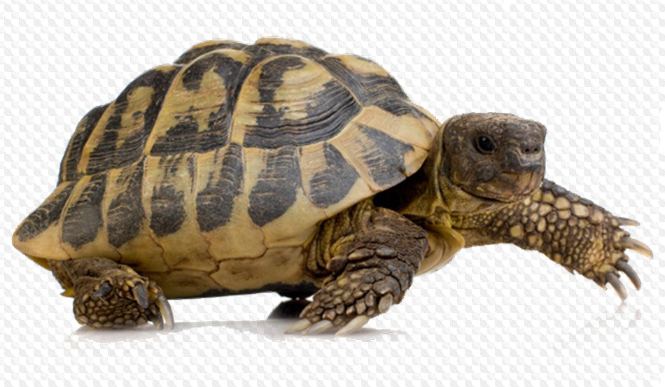 Tortoise Png Image Background - Turtle Png (950x553), Png Download