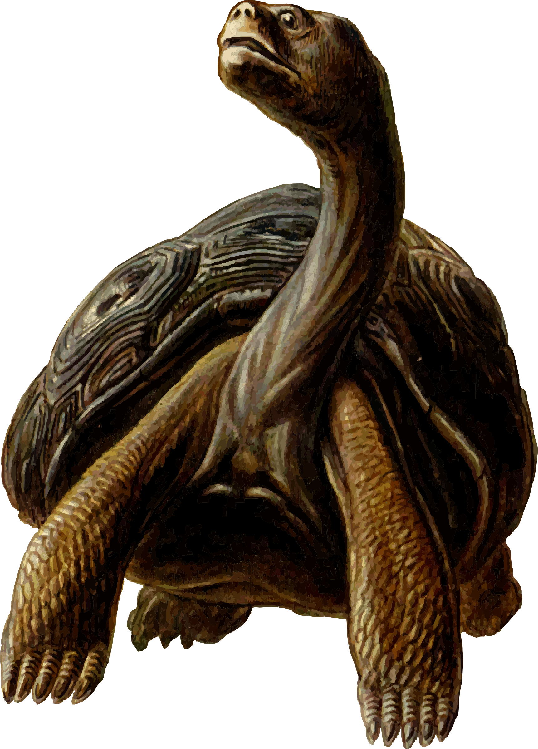 Prehistoric Tortoise Clipart - Long Neck Turtle Cartoon (1724x2400), Png Download