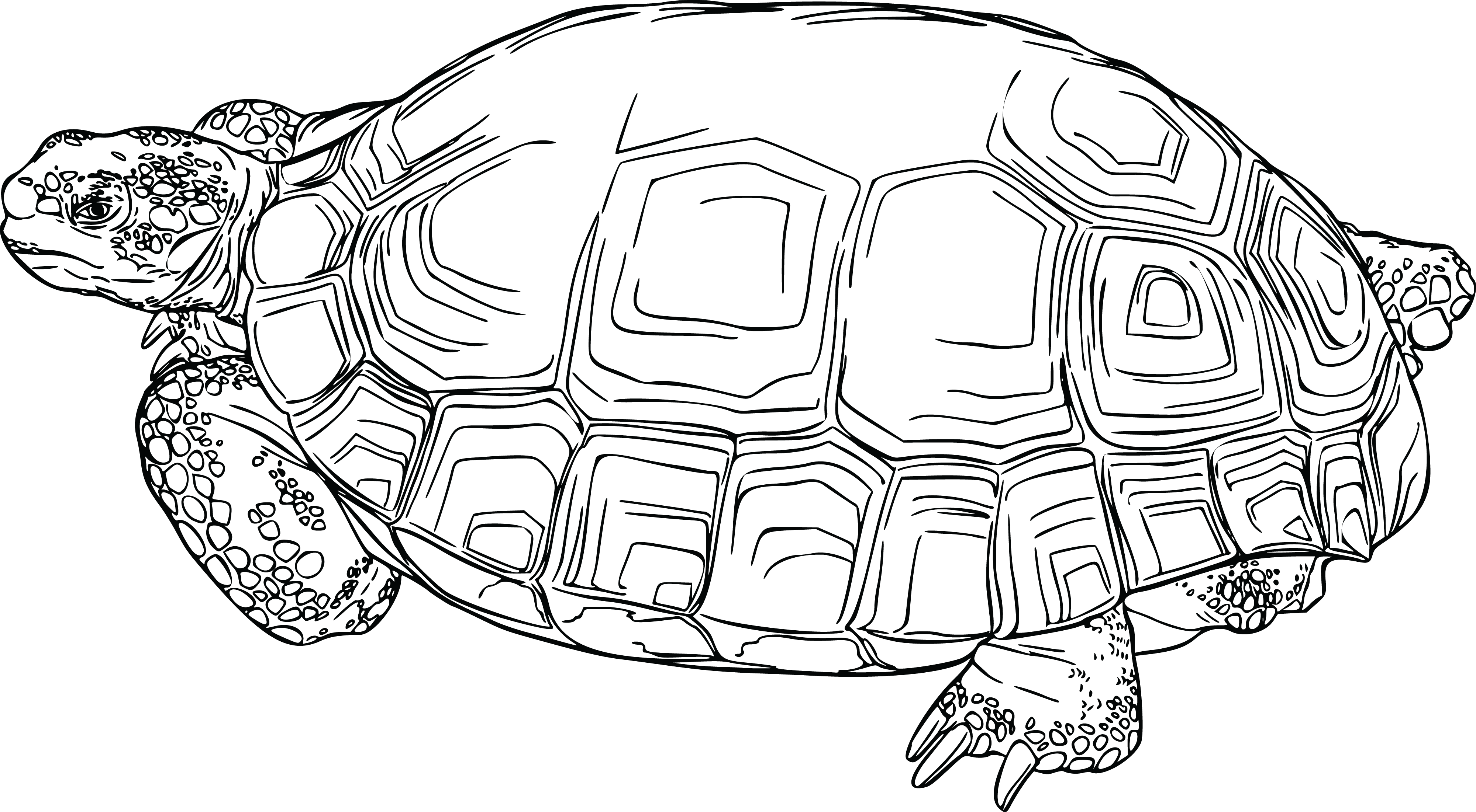 This Free Icons Png Design Of Desert Tortoise (2400x1321), Png Download