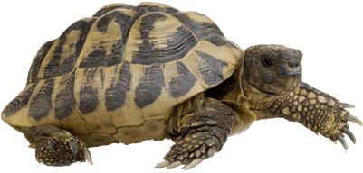 Hermann's Tortoise Walking - Hermann Tortoise (400x400), Png Download