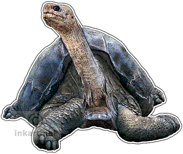 Pinta Island Tortoise Decal - Drawing Of Colored Tortoise (590x498), Png Download