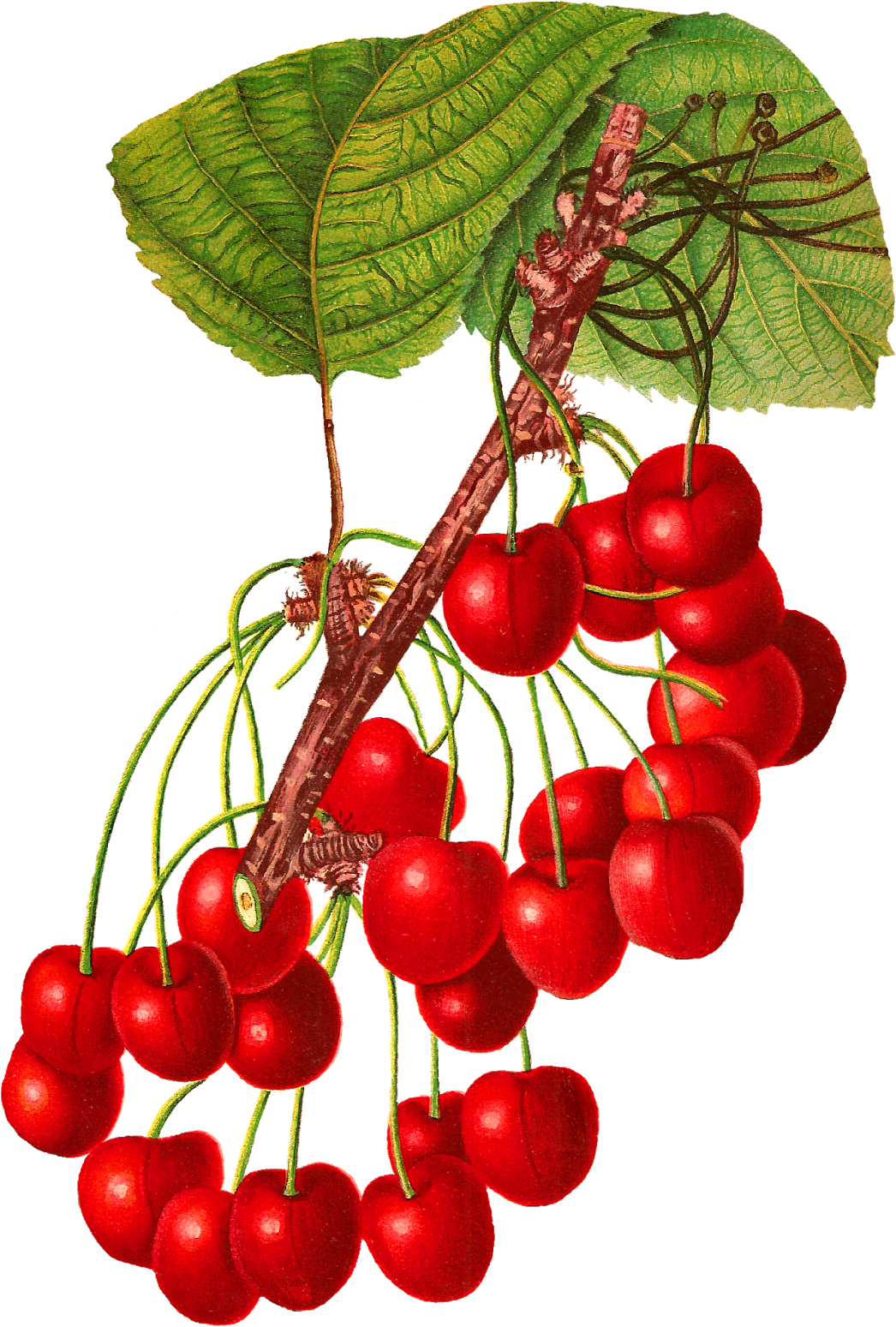 Stunningly Gorgeous Digital Cherry Download Clip Art (1114x1600), Png Download