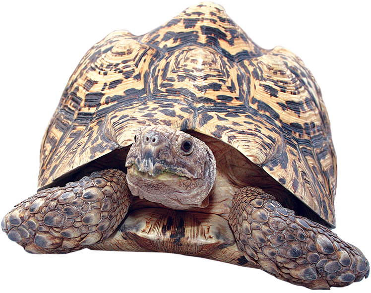 Clipart Turtle Gopher Tortoise - Tortoise Png Transparent (768x610), Png Download