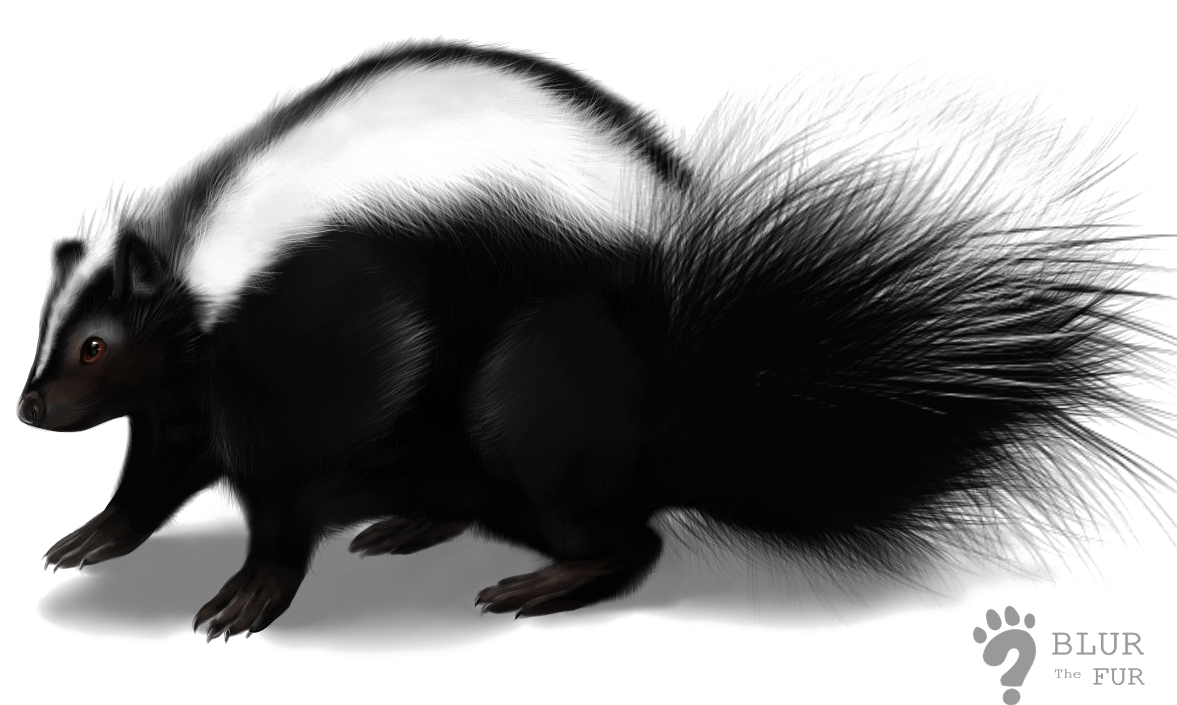 Skunk Transparent Image - Skunk Png (1224x784), Png Download