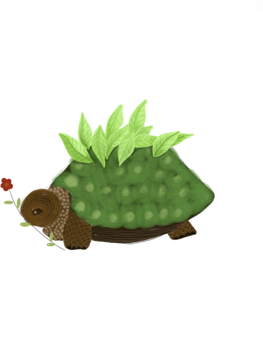 Tortoise (1000x1415), Png Download