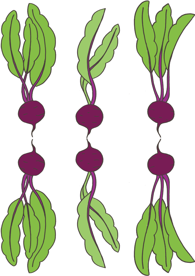 Big-beets - Portable Network Graphics (693x966), Png Download