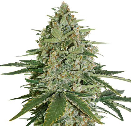 Super Skunk Feminized - Super Skunk Seed Stockers (420x420), Png Download