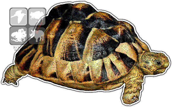 Egyptian Tortoise Decal - Egyptian Or Kleinmann's Tortoise Mug (590x368), Png Download
