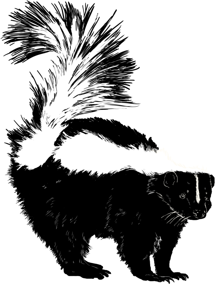 Skunk (1000x1000), Png Download
