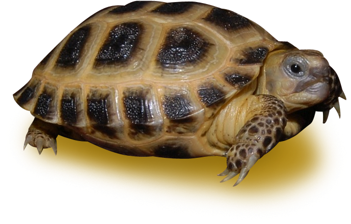 Russian Tortoise (700x700), Png Download