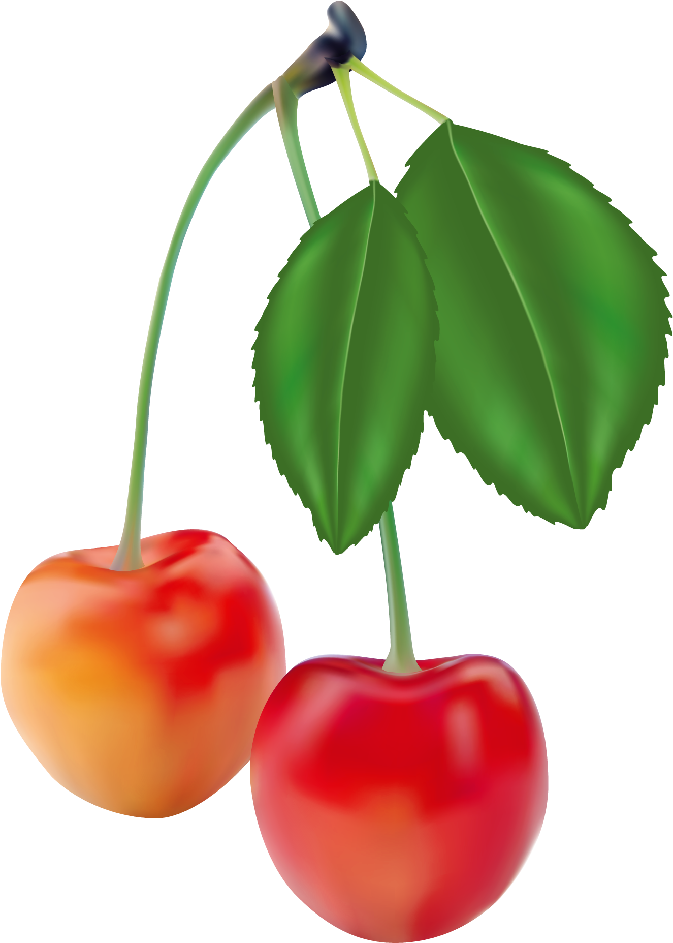 Cherries Clipart Picture - Set Of 5 Fruits (444x600), Png Download