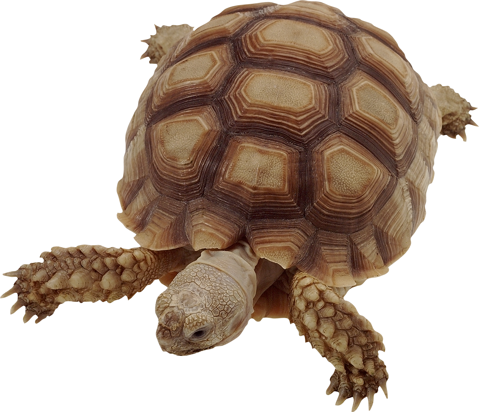 Graphic Free Icon Png Web Icons Best Free High - Tipos Tortugas De Agua (1643x1414), Png Download