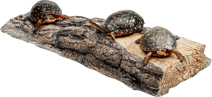 Spotted Turtle (678x310), Png Download