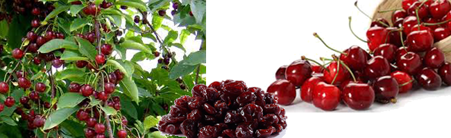 Raw, Sun-dried Cherries Are A Superfood - Cherries Growing (650x200), Png Download