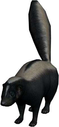 Skunk - Skunks (640x480), Png Download