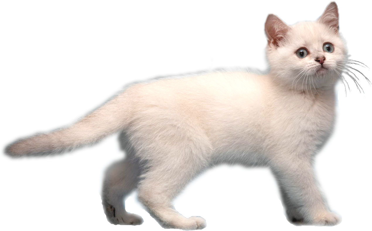 Image Frostkitirl Animal Jam - White Cat Transparent Background (1280x863), Png Download