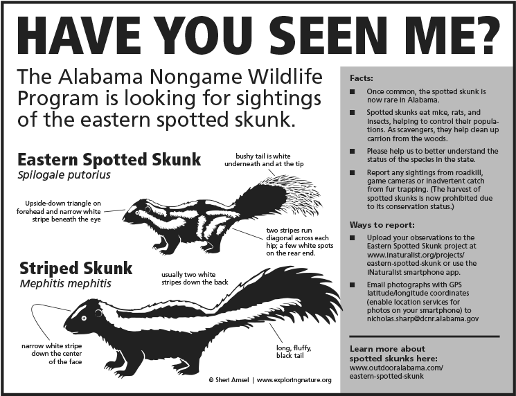 Compared To Its Larger Cousin The Striped Skunk , The - Eastern Spotted Skunk Range (772x582), Png Download