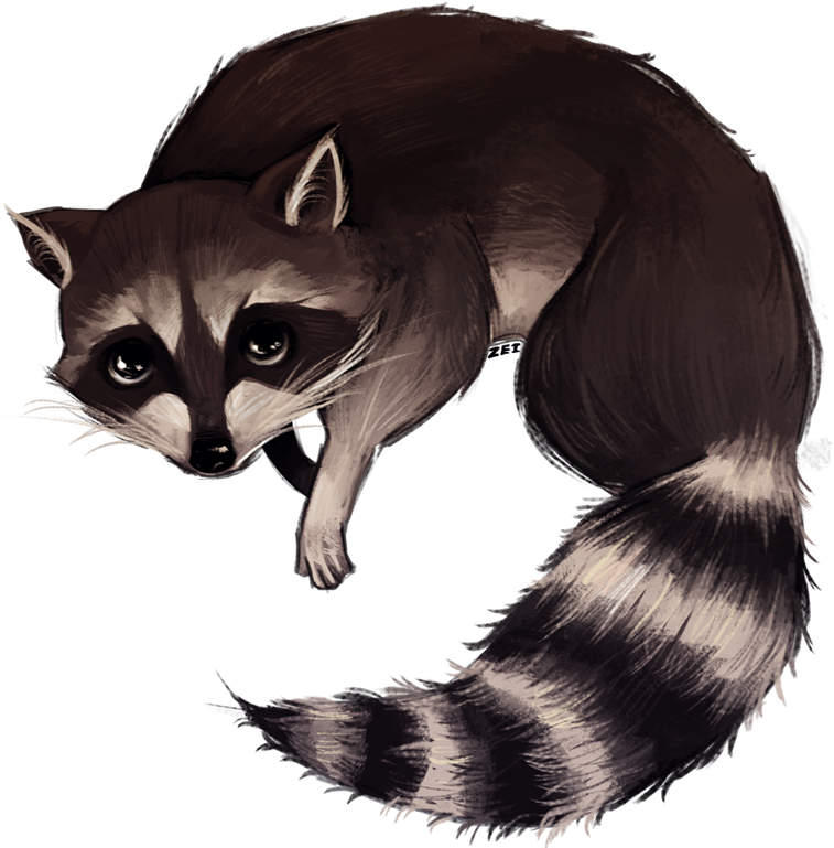 Http - //img - Photobucket - - Raccoon Drawing Png (768x768), Png Download