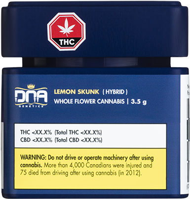 Lemon Skunk - Lemon Skunk - Skunk (500x500), Png Download