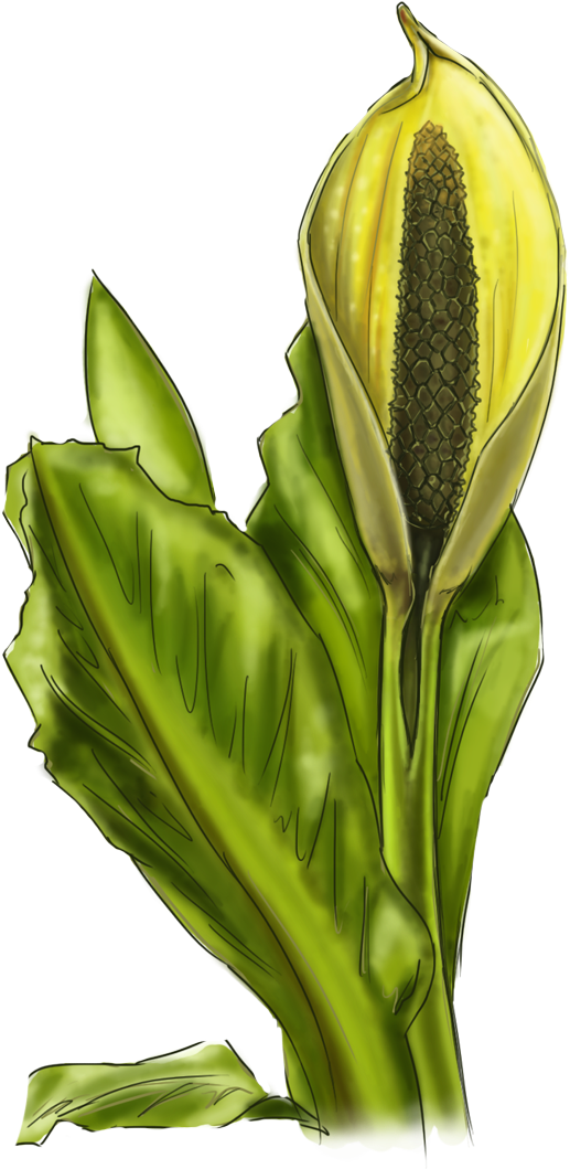Skunk Cabbage - Portable Network Graphics (1234x1210), Png Download