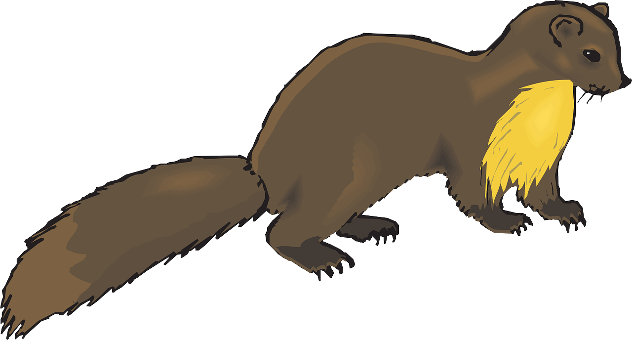 Animal Clip Art - Mink Clipart (600x323), Png Download