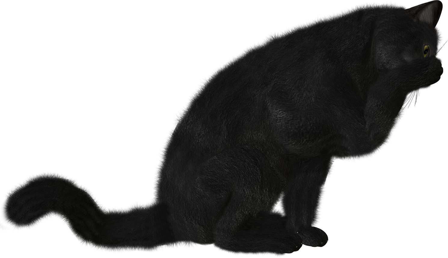 Cat Png - Черная Кошка Png (1490x861), Png Download