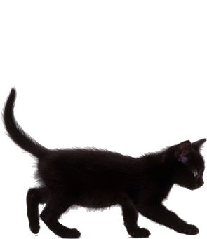 Black And White, Cat, And Overlays Image - Black Kitten Walking (338x450), Png Download