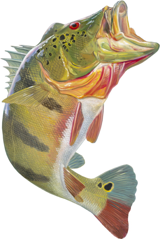 Skiff Life Peacock Bass Fishing Decal Sticker Randy - Peacock Bass Artwork (742x1000), Png Download