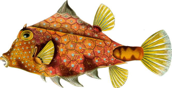 Angelfish Drawing Watercolor Painting Aquatic Animal - Boxfish By Ernst Haekel - Art Print - 12x18 Poster (666x340), Png Download