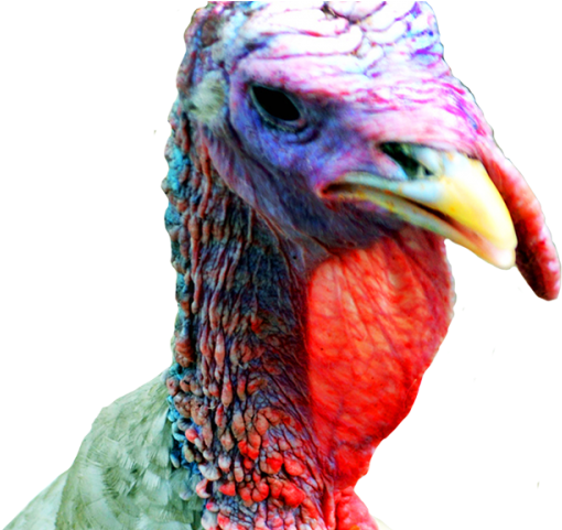 Turkey Bird Clipart Transparent Background - Clip Art (640x480), Png Download
