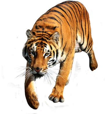 Tiger Run (stitched Background) Counted Cross Stitch - Free Transparent ...