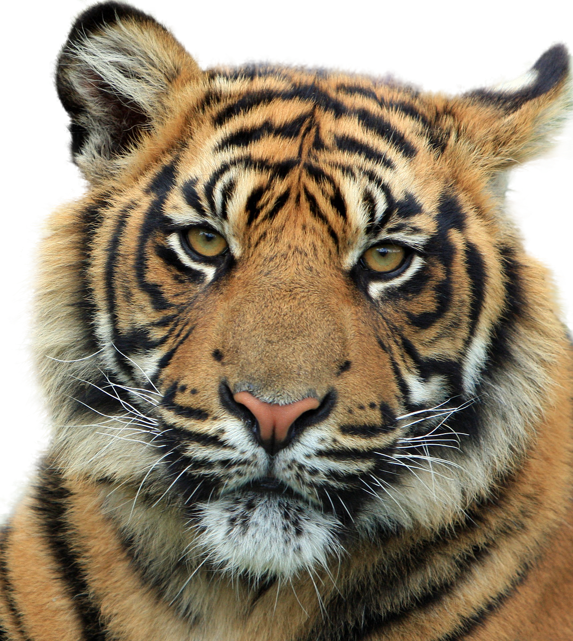 Tiger Ka (500x559), Png Download