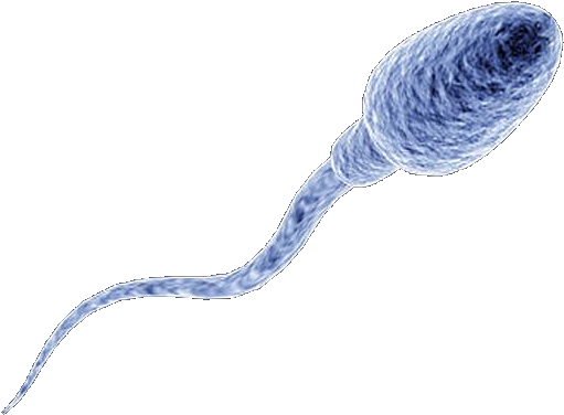 Sperm - Ronnie You Suck At Photoshop (620x465), Png Download
