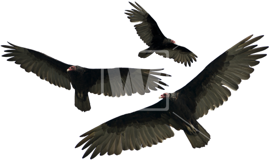 Turkey Vulture Isolated - Vultures Transparent Background (550x366), Png Download