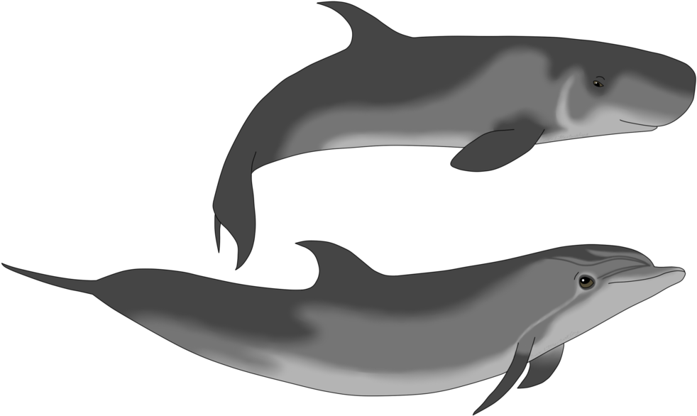 Whale Drawing Sperm - Dwarf Sperm Whale Size (1024x628), Png Download