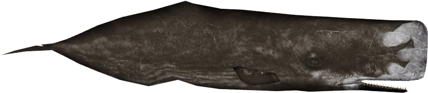 Sperm Whale Variants 4 - Umbrella (861x861), Png Download