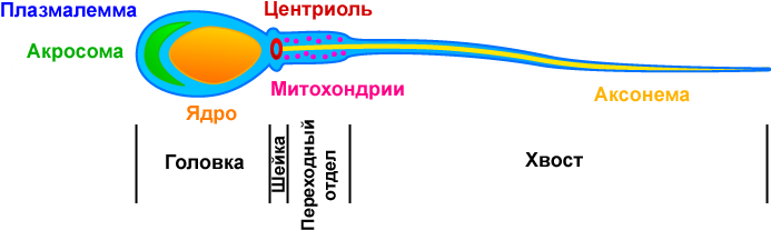Sperm Organelles Illustration Ru - Строение Спрематозоида (728x220), Png Download